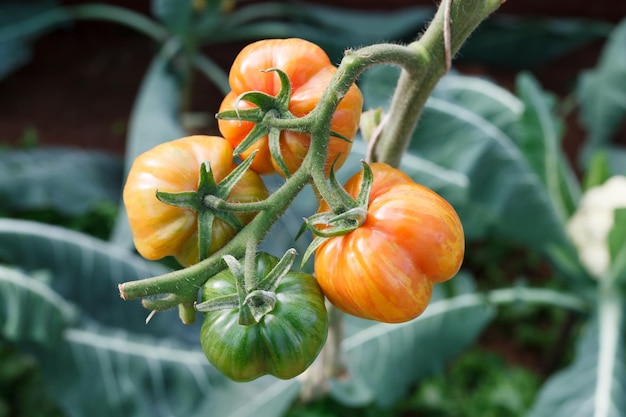 Tomatoes growing on a branch