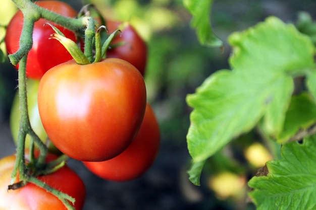 Tomatoes growing in garden