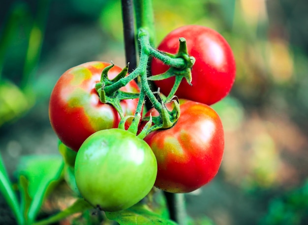 Tomatoes growing in garden