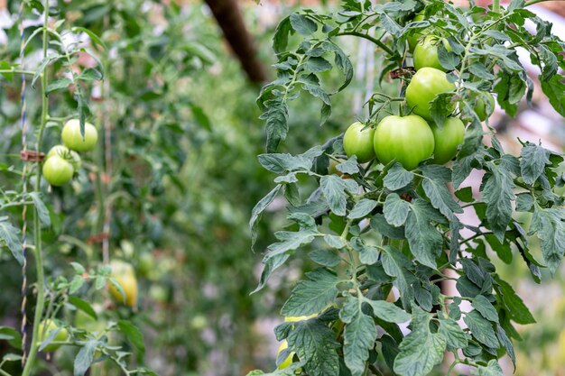 Tomatoes growing in a greenhouse, close up