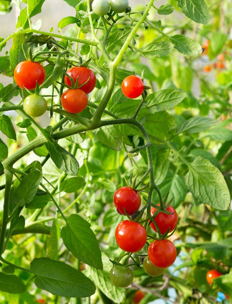 Tomatoes growing in a greenhouse. Fresh tomatoes plants. Ripe organic tomato in garden.