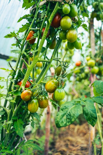 Tomatoes growing in a greenhouse. Vegetable growing concept