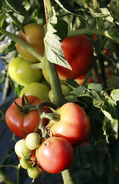 Tomatoes growing in a greenhouse