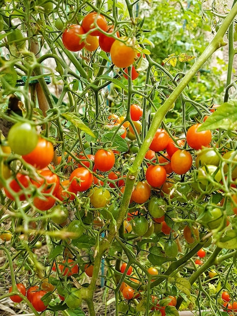 Tomatoes growing on plant