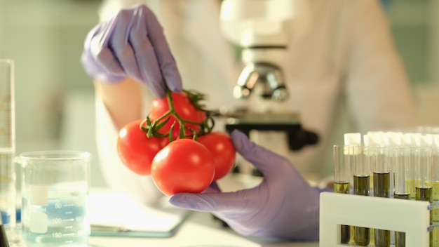 Tomatoes grown in laboratory of cultivated vegetables in hands of scientist