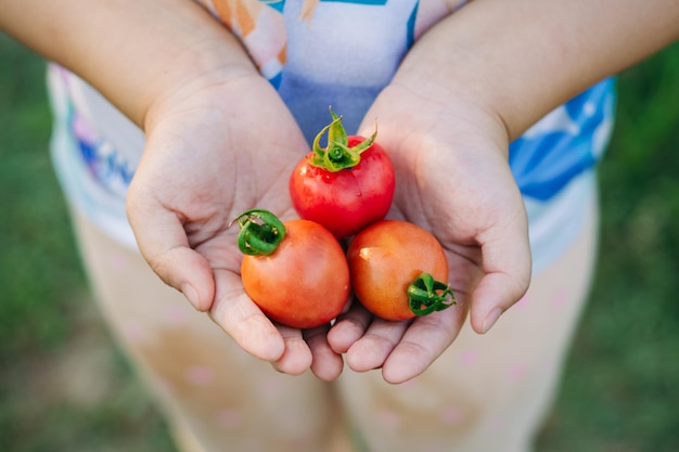 Pomodori sulle mani dei bambini coltivare e raccogliere le verdure attività di giardinaggio domestico