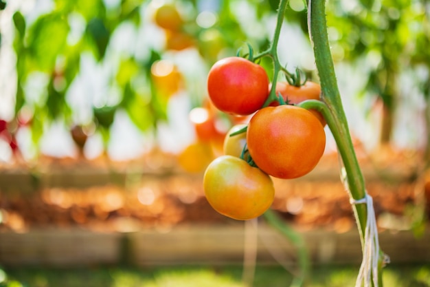 Pianta di pomodori in giardino