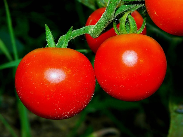 Photo tomatoes on a plant in an organic garden