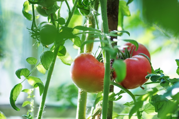 Tomatoes on plants in hydroponics greenhouse farm Tomatoes in greenhouse