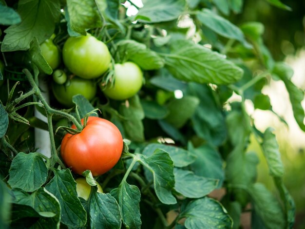 Tomatoes ripen in a greenhouse in the country