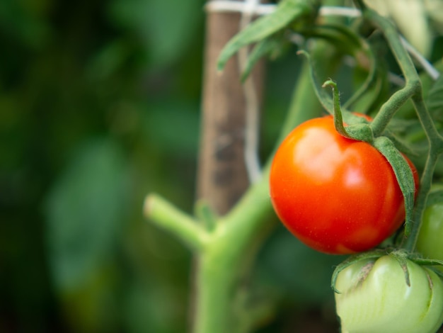 I pomodori maturano in una serra nel paese