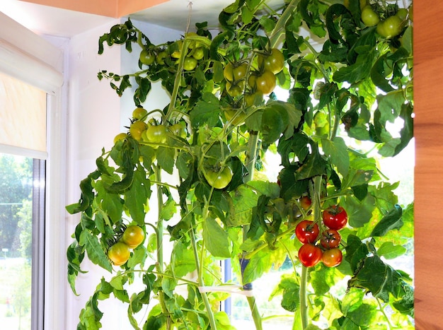 Tomatoes ripen at home on the windowsill