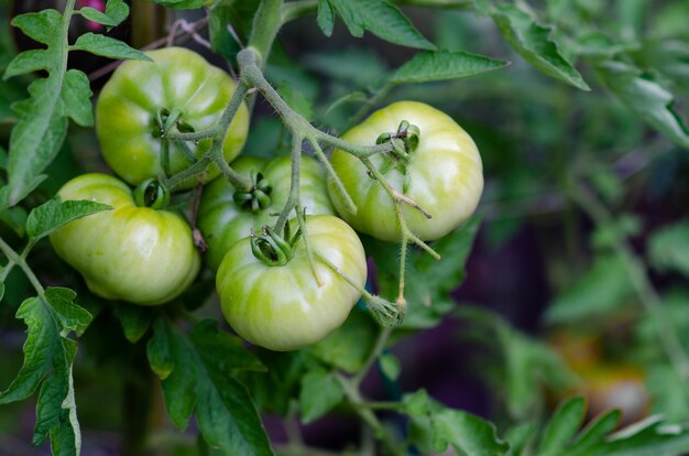 Tomatoes ripening in the greenhous