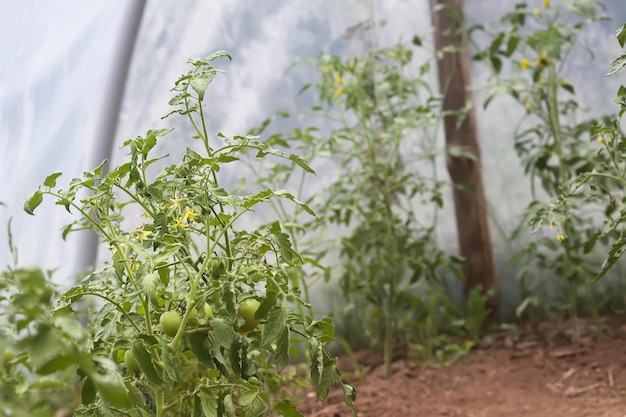 温室で熟すトマト 有機農園の野菜