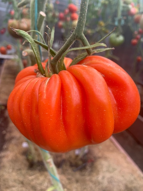 На кусте растут помидоры необычного цвета и формы.
