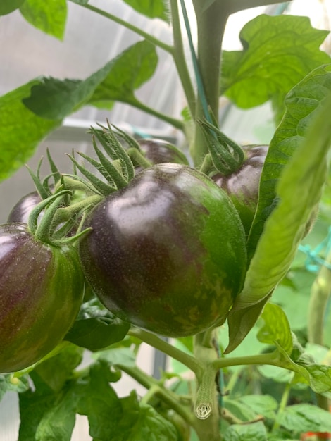 Tomatoes of unusual color and shape grow on bush.