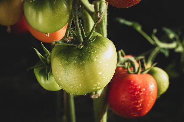 Tomatoes on vine green and red tomatoes with water drops after rain