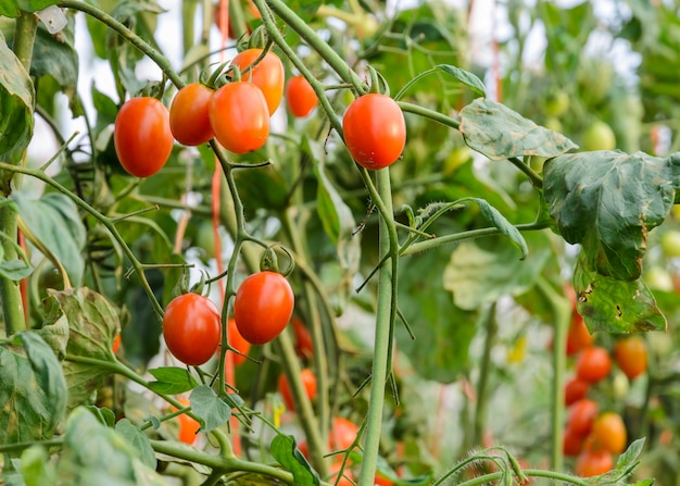 Tomatoes on the vine