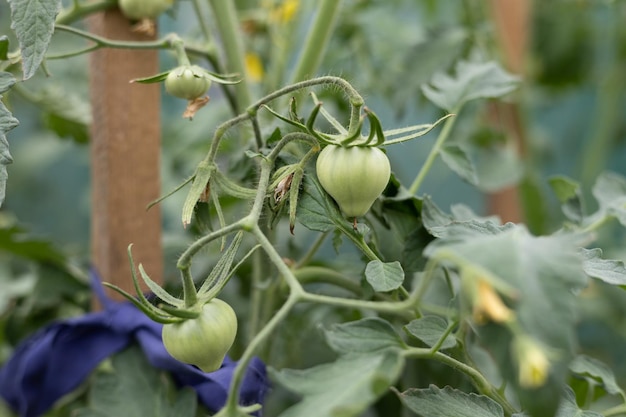 Photo tomatoes vmsyat on vteka in the greenhouse young unripe tomatoes grow in a greenhouse in the garden