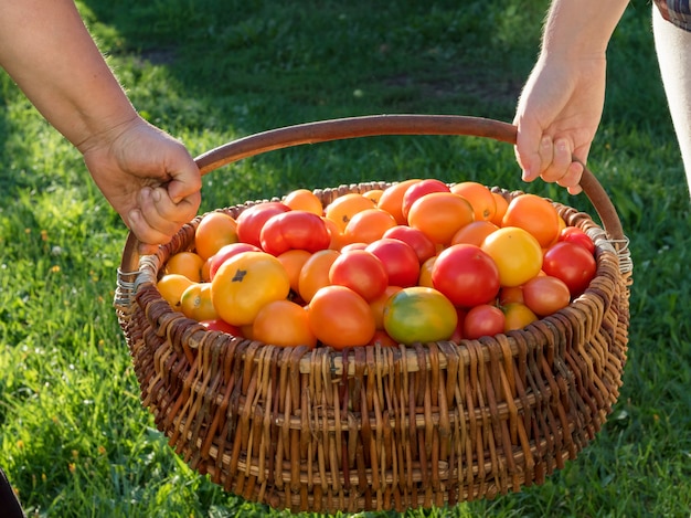 Tomatoes in a wooden basket on a grass.