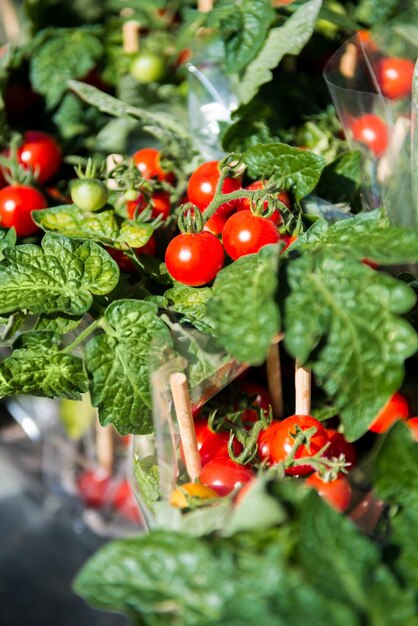 Photo tomatoes