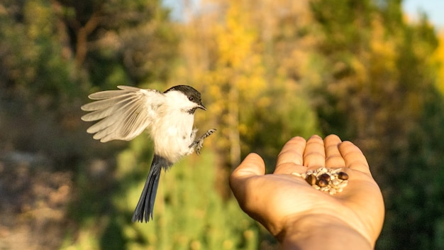 Tomtit is flying, autumn in Siberia, Tomsk.
