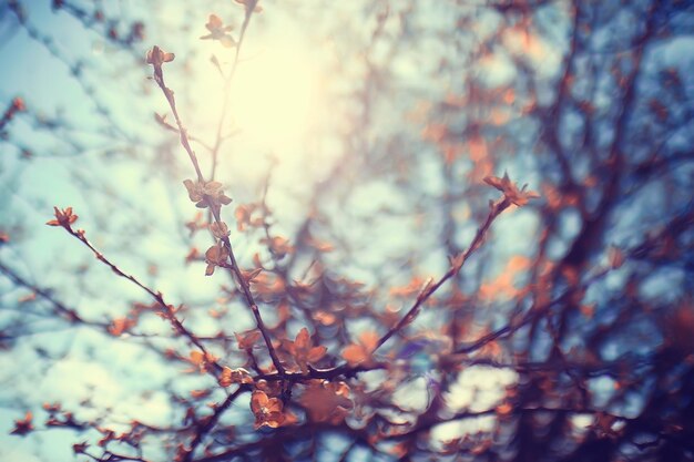 toned background spring tree branches with young leaves sun glare blur bokeh