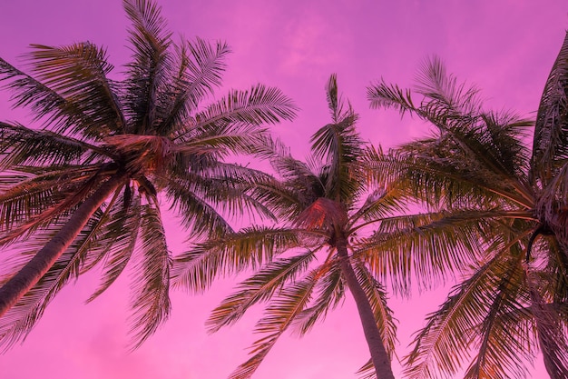 Vista tropicale di sfondo tonica dal basso sulle palme. per il design del viaggio. sfondo rosa,