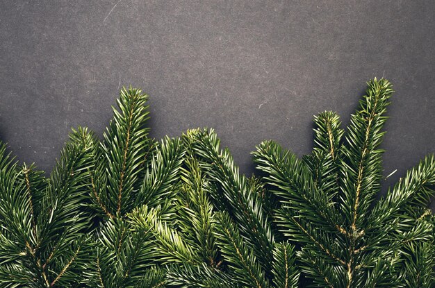 Photo toned hipster flatly black background with green spruce branches evergreen ashy pine tree sticks background creative minimalistic composition