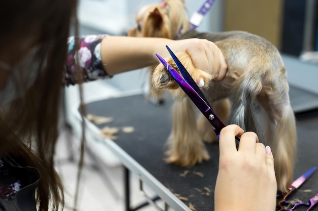 Processo di immagine tonica della tosatura finale di un pelo di cane con le forbici