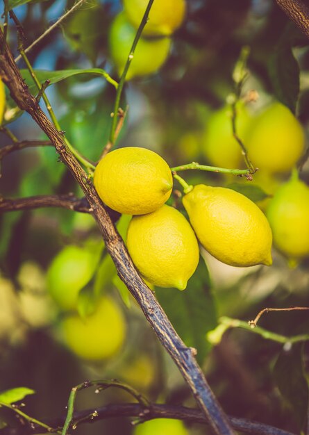 Toned photo of fresh ripe lemons growing on tree