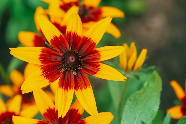 Toneel bloeiende rudbeckia-fulgida in macro