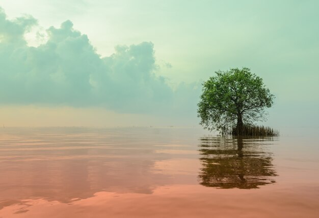 Toneel mening van mangroveappel met bezinning in het overzees