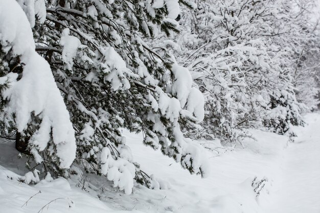Toneelbeeld van sparrenboom op Frosty dag van kalme winter. Mooie foto van een wild gebied. Ontdek de schoonheid van de aarde