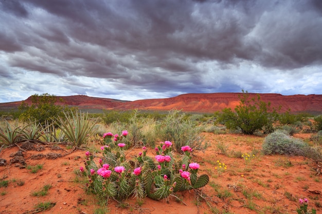 Toneellandschap met Wolken en Cactus in Utah