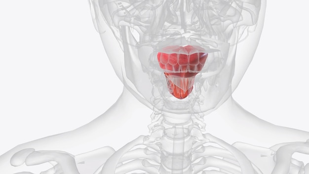 Foto la lingua è un organo muscolare nella bocca di un tipico tetrapode