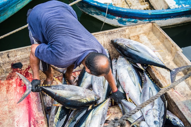 Tonijn verse vis te koop bij de vismarkt in Male, Maldiven