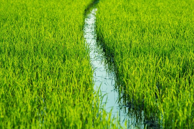 Photo tons of rice and rice paddies