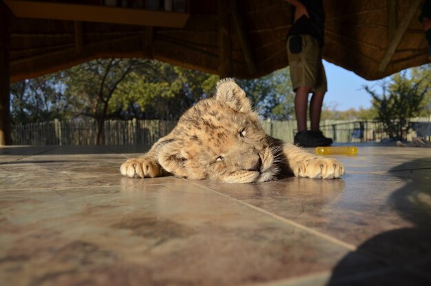 Too cute lion cub