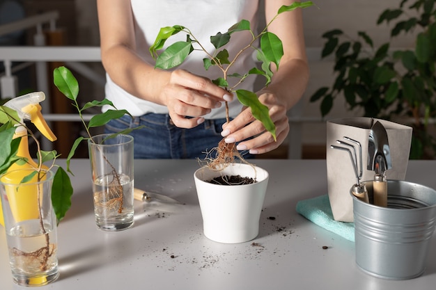 Toolkit voor het planten van een huis