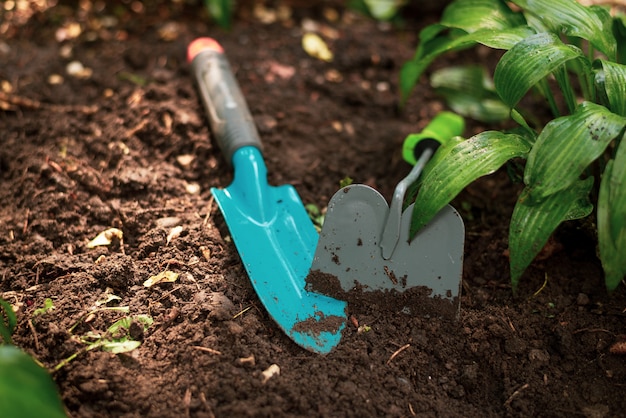 ガーデニングのためのツール。シャベルと緑の植物が付いている土