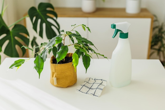 Tools for watering and cleaning plants spraying bottle and rag near ficus concept of home gardening