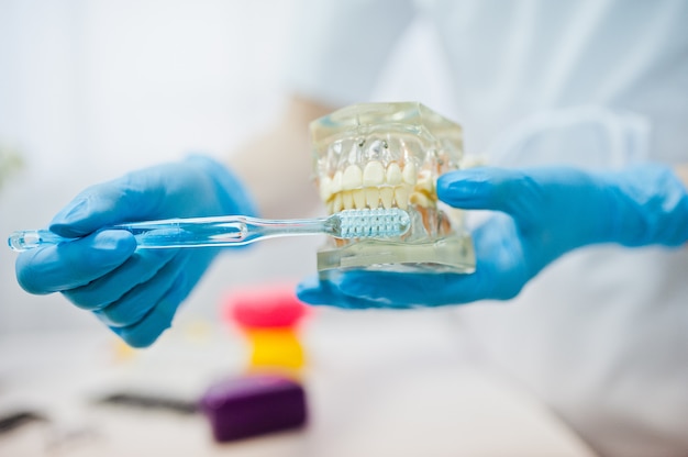 Tooth jaw at the hands of dentist with toothbrush