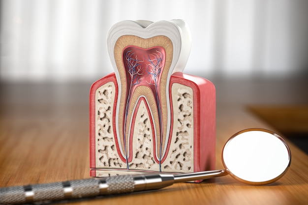 Tooth model cross section with dental mirror tool on wooden table3d illustration 