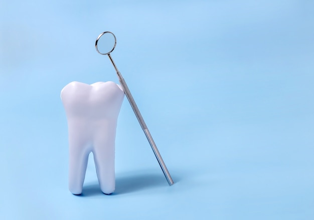 Модель зуба и стоматологическое зеркало