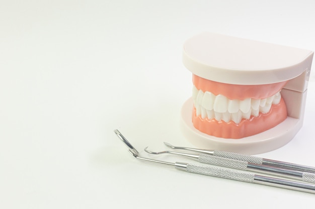 The Tooth model on white background for dental content.