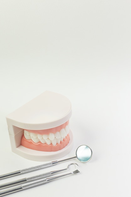 The Tooth model on white background for dental content.