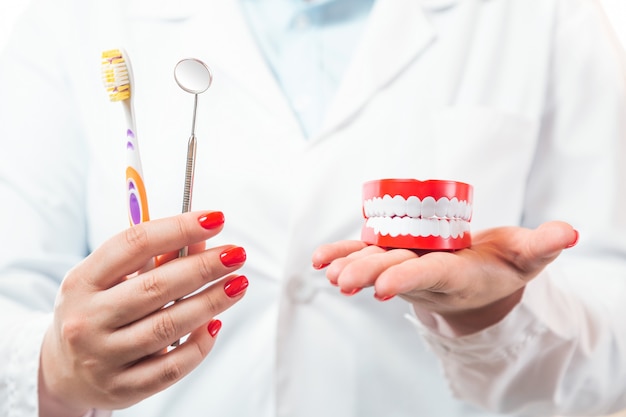 Toothbrush and dentist mirror instrument with human jaw model in female dentist doctor hands.