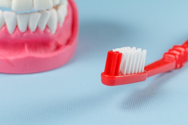 Toothbrush and layout of the human jaw on the background.