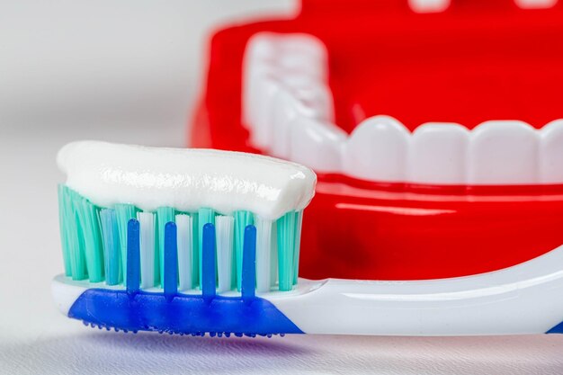 Toothbrush with toothpaste on the background of tooths model